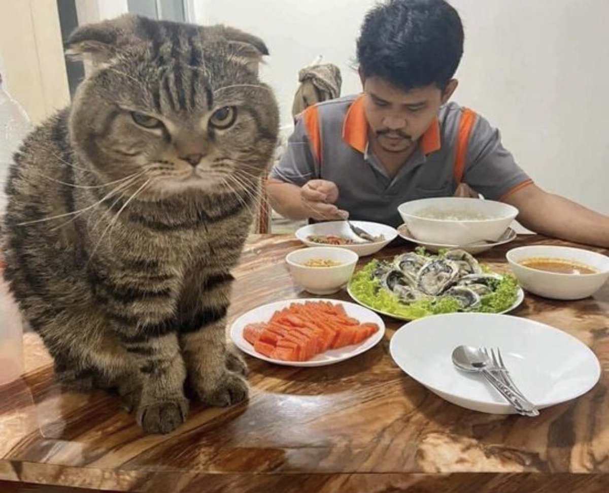 「猫に夫を奪われました」そう語る妻の嘆きを証拠写真と共にご覧ください 