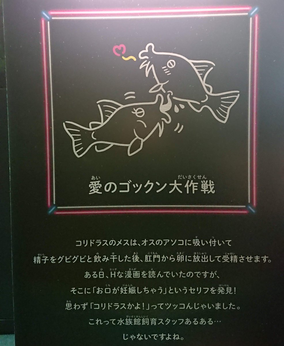 コリドラスの交尾の解説やばくて好き。 