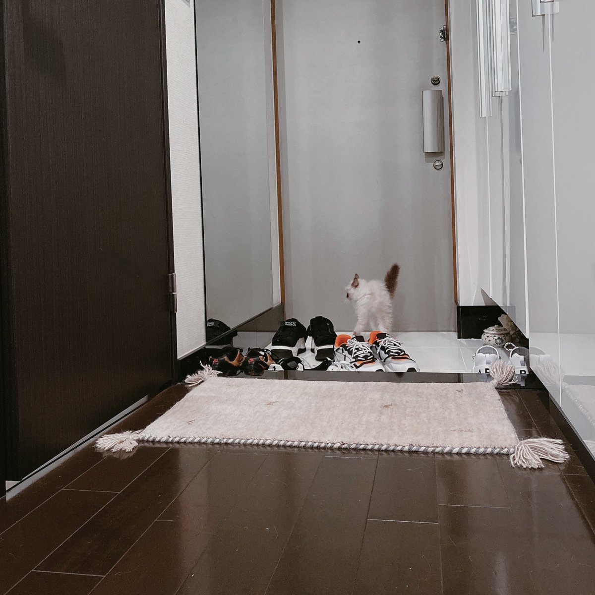 鏡にびっくりしてアスペクト比おかしくなってる子猫くそおもろい 