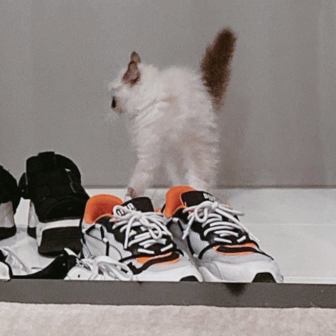 鏡にびっくりしてアスペクト比おかしくなってる子猫くそおもろい 