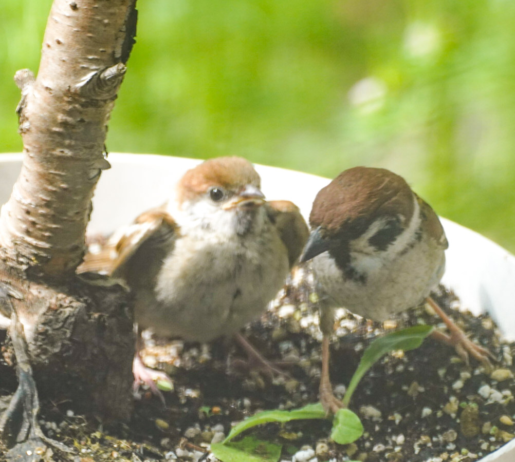半年間ずっと毎日スズメのお世話をしたら、この春に生まれた雛を見せに来てくれた