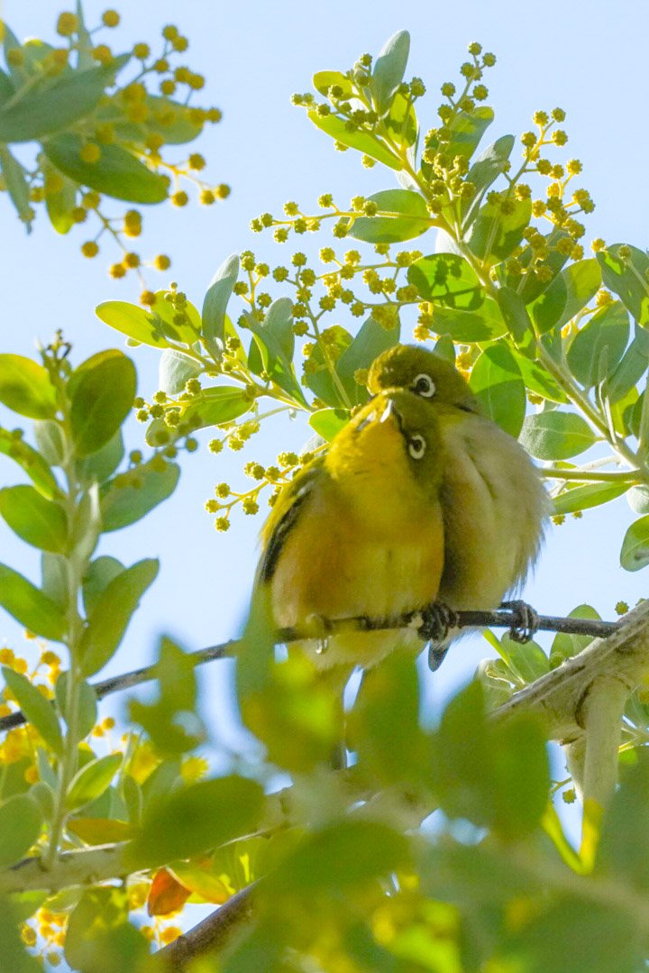 見上げれば目に写るのは 青空とミモザ、そして幸せそうな可愛いメジロ☺️ 
