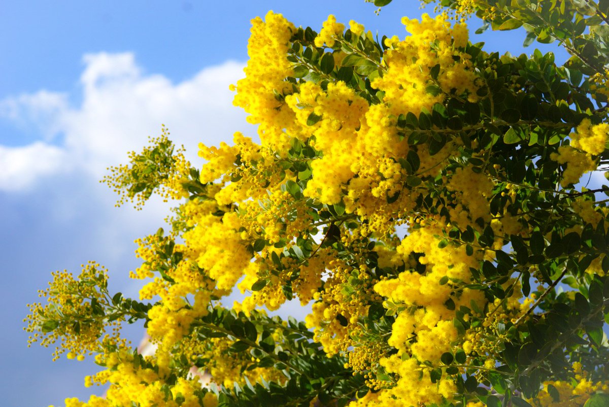 見上げれば目に写るのは 青空とミモザ、そして幸せそうな可愛いメジロ☺️ 
