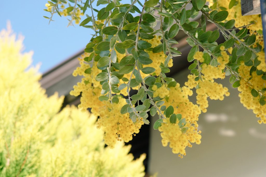 見上げれば目に写るのは 青空とミモザ、そして幸せそうな可愛いメジロ☺️ 