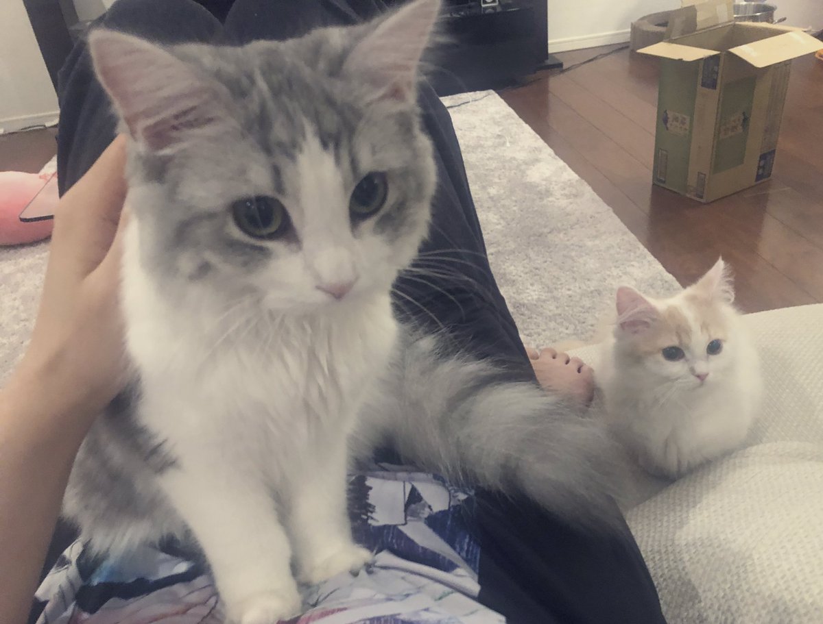 3週間に1回くらいそういう日があるんだけど、最近は比較的よかったのに(´;ω;`) ああああああ録音したいのにいいいい 心細いのでリプライくださいお願いします( ・ᴗ・̥̥̥ )