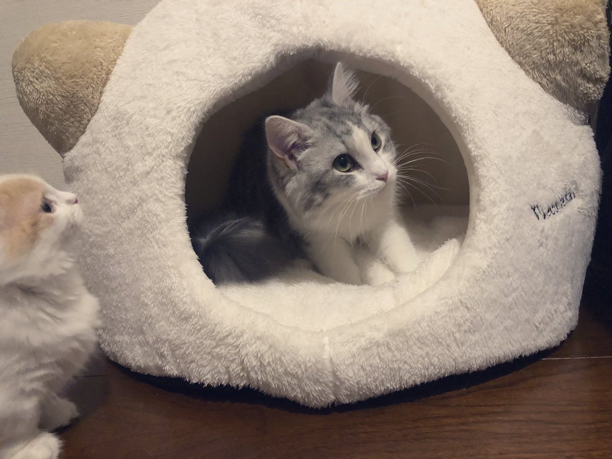  さっそく喜んで遊んでくれてて、買ってきたかいがあるのう( *˙ω˙*)و  ひとり旅行はまた今度にして、今日は猫たちといっぱい遊ぶぞ