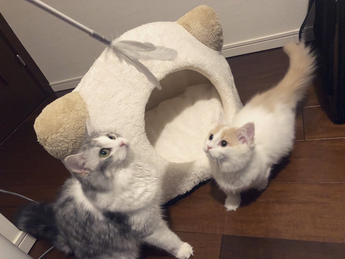 さっそく喜んで遊んでくれてて、買ってきたかいがあるのう( *˙ω˙*)و ひとり旅行はまた今度にして、今日は猫たちといっぱい遊ぶぞ