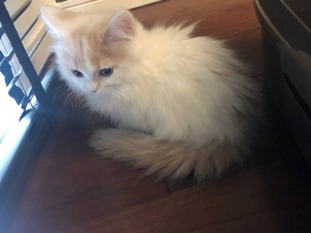 生まれて間もないマンチカンの子猫♀です🐱 「いろはにほへと」から「ほへと」にしようと思ったんだけど、メスだしポテト色なので「ぽてと」にしました