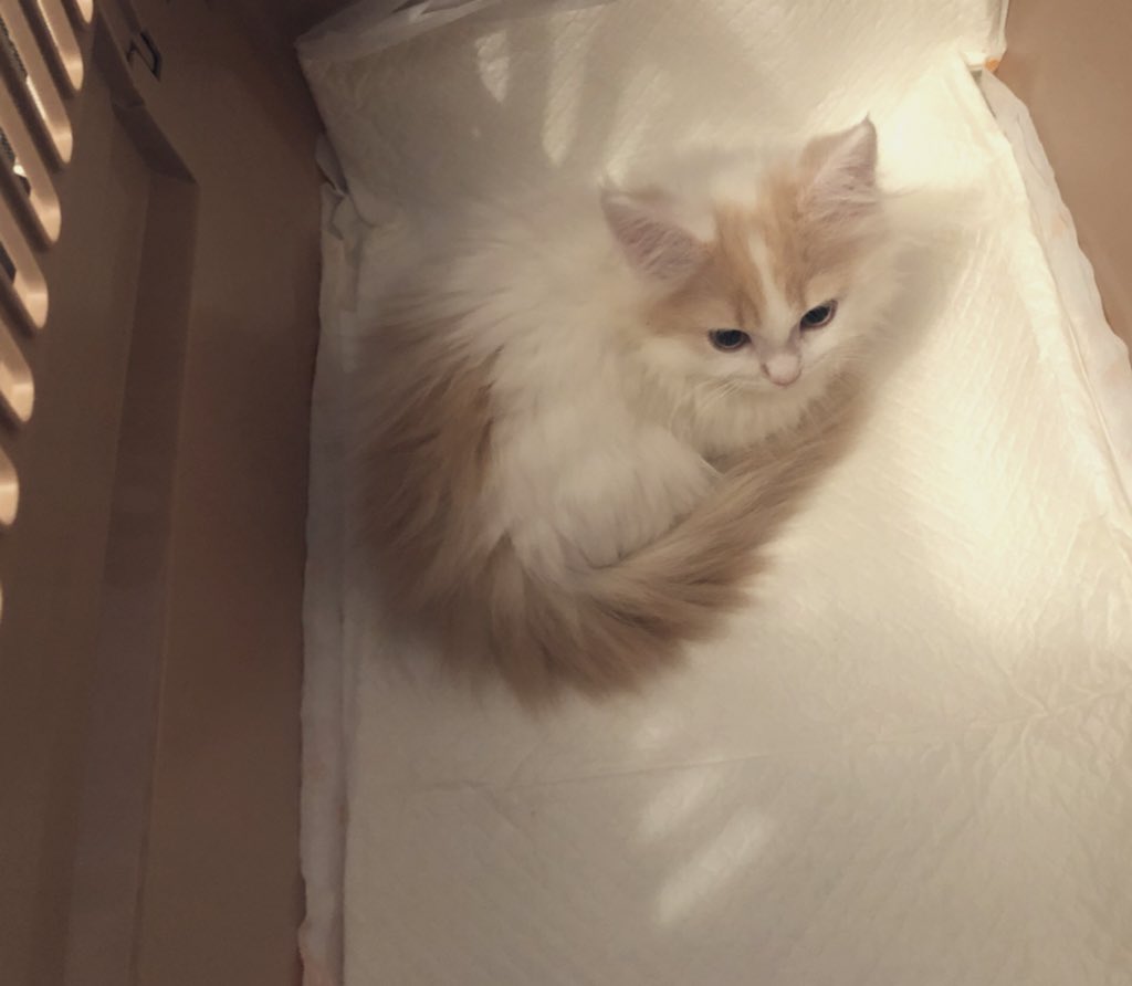  生まれて間もないマンチカンの子猫♀です🐱  「いろはにほへと」から「ほへと」にしようと思ったんだけど、メスだしポテト色なので「ぽてと」にしました