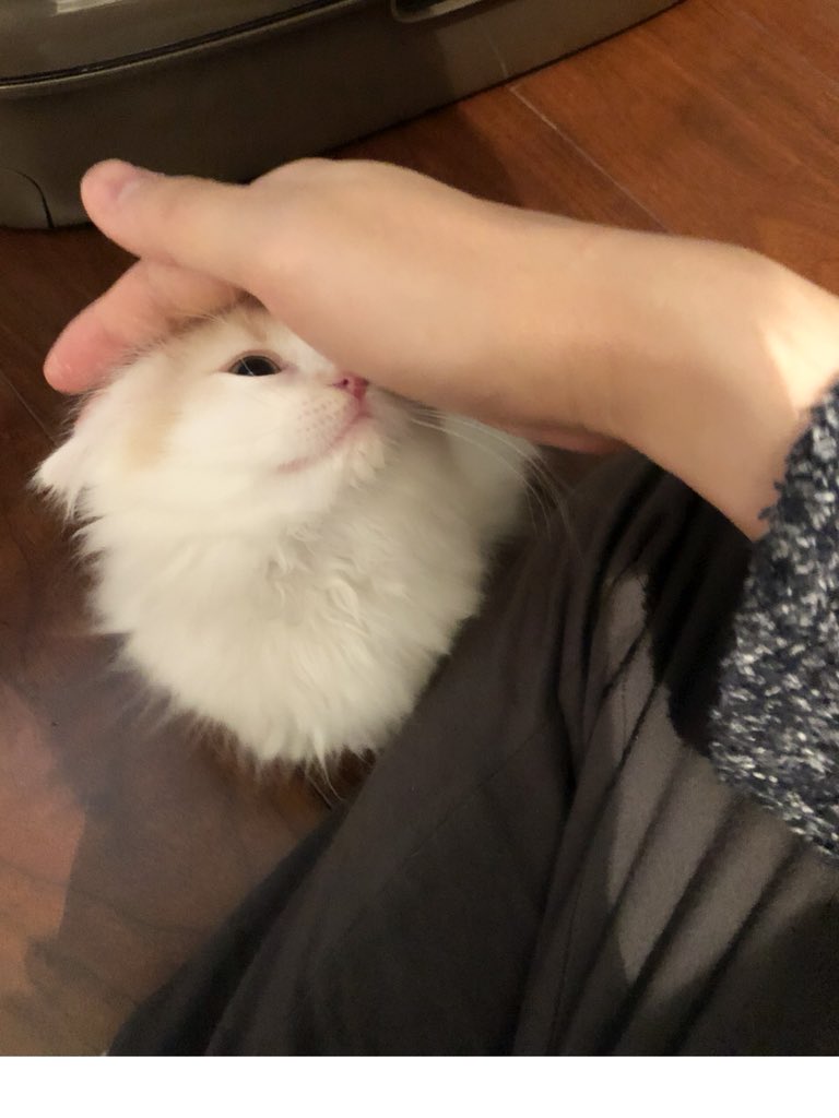  生まれて間もないマンチカンの子猫♀です🐱  「いろはにほへと」から「ほへと」にしようと思ったんだけど、メスだしポテト色なので「ぽてと」にしました