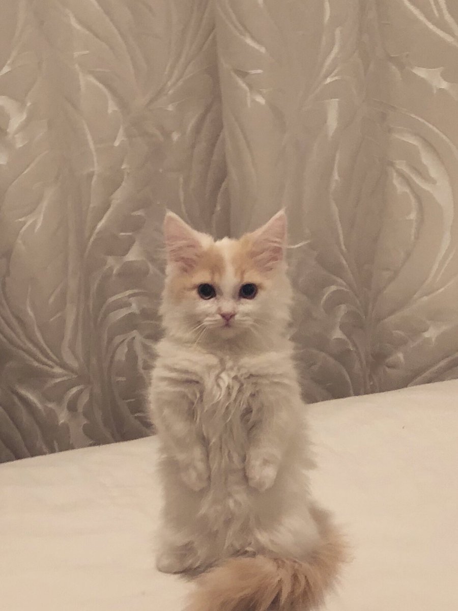 おそるおそる鏡をのぞき込むとそこには、願わずとも猫になった自分の姿があった🐱 #猫の日 #にゃんにゃんにゃんの日