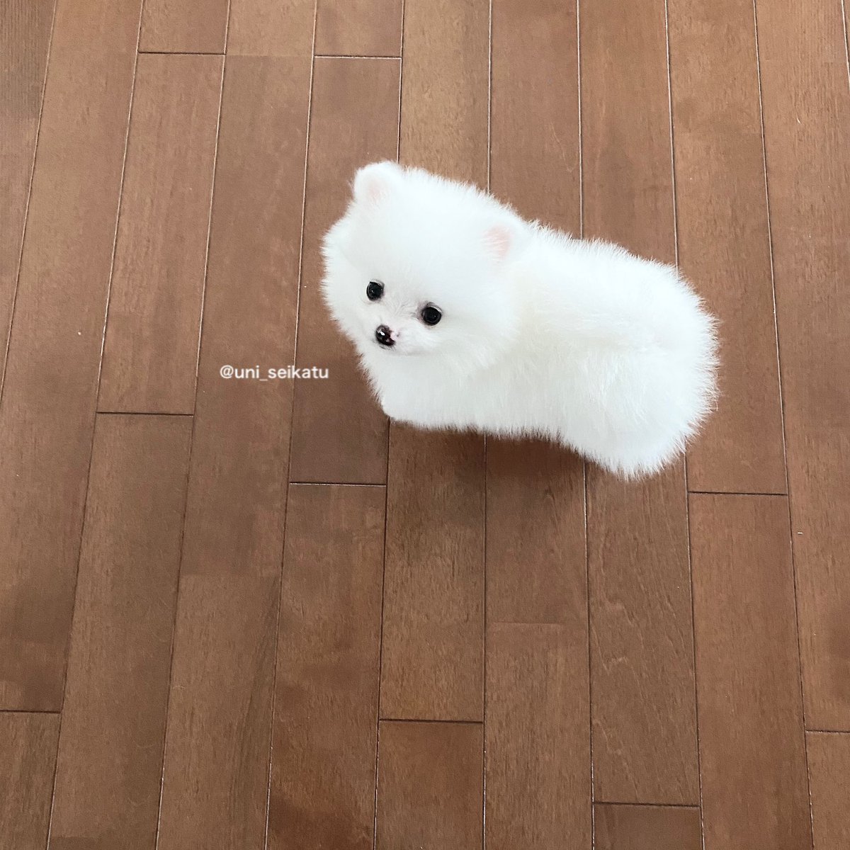 我が家にいぬのあかちゃんがきました。 