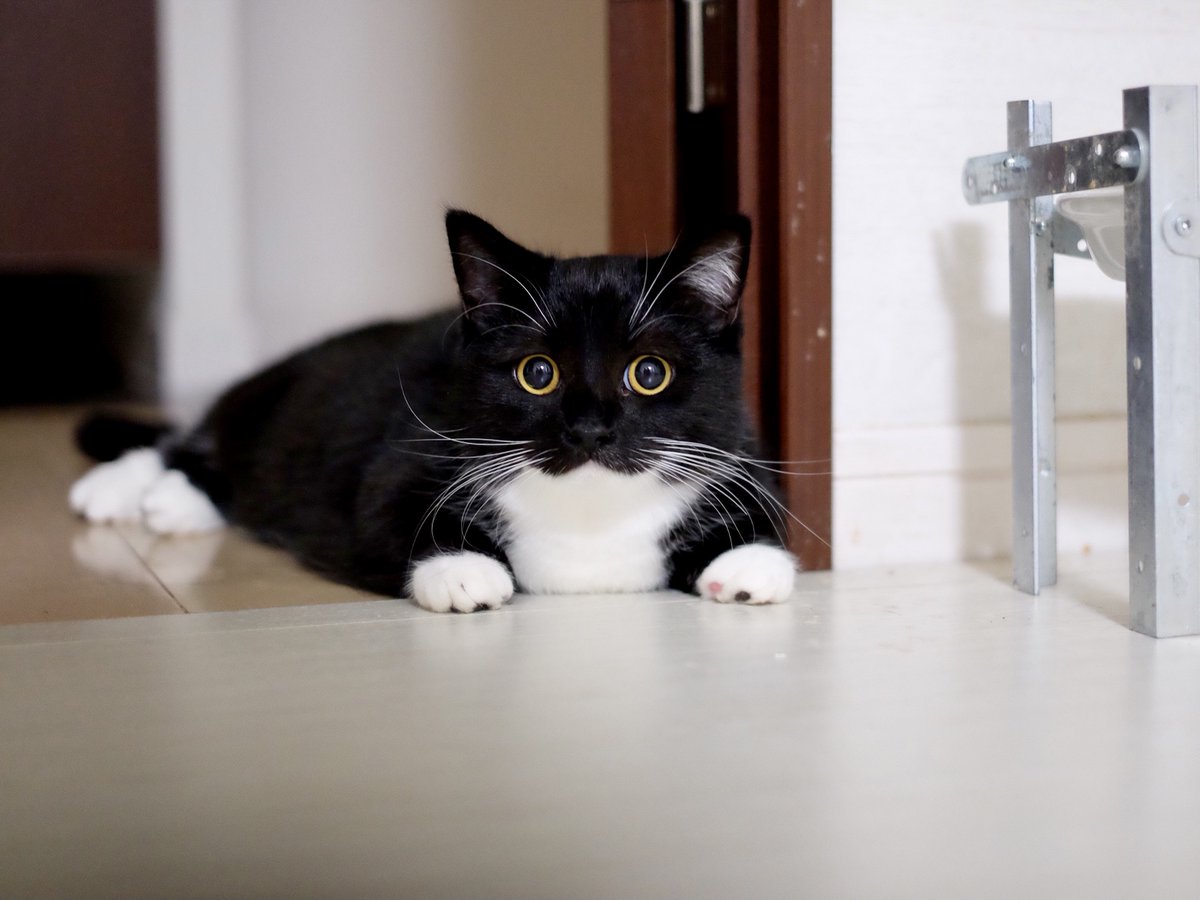 「見た？」とでも言いそうな顔。 つい吹き出してしまった。:3 