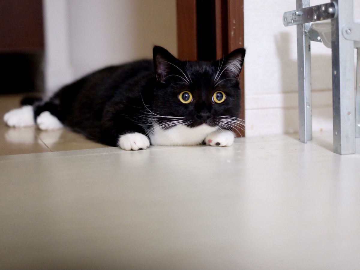 「見た？」とでも言いそうな顔。 つい吹き出してしまった。:3 