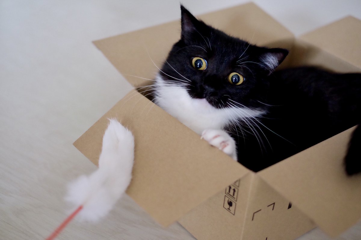 猫じゃらしになぜかびっくりしちゃったうに。:3