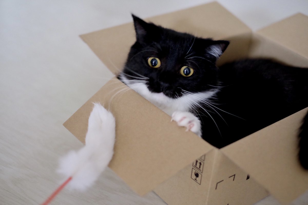 猫じゃらしになぜかびっくりしちゃったうに。:3 