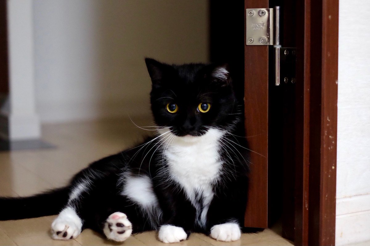 猫なんだけど… もはや「うに」という生き物みたい。:3 