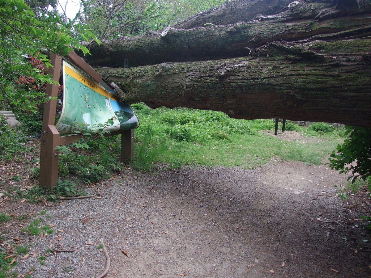 登山とはいえ道は整備されてて割とサクサク登れるコースだからハイキングだよねとか思いながら進んでたら怖ええ
