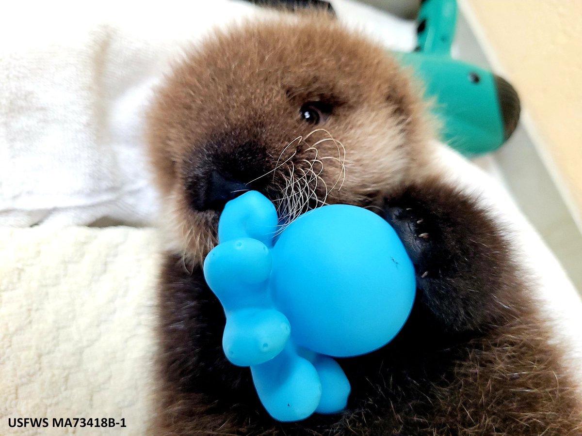 アラスカシーライフセンターに保護されたふわふわのラッコの赤ちゃん…