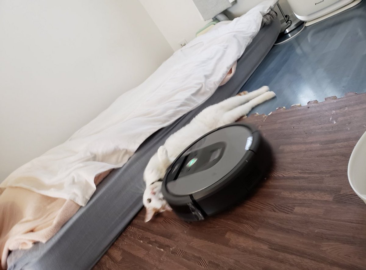 ルンバに轢かれるねこ  #お前よくぞそんなもん撮ってたな選手権 