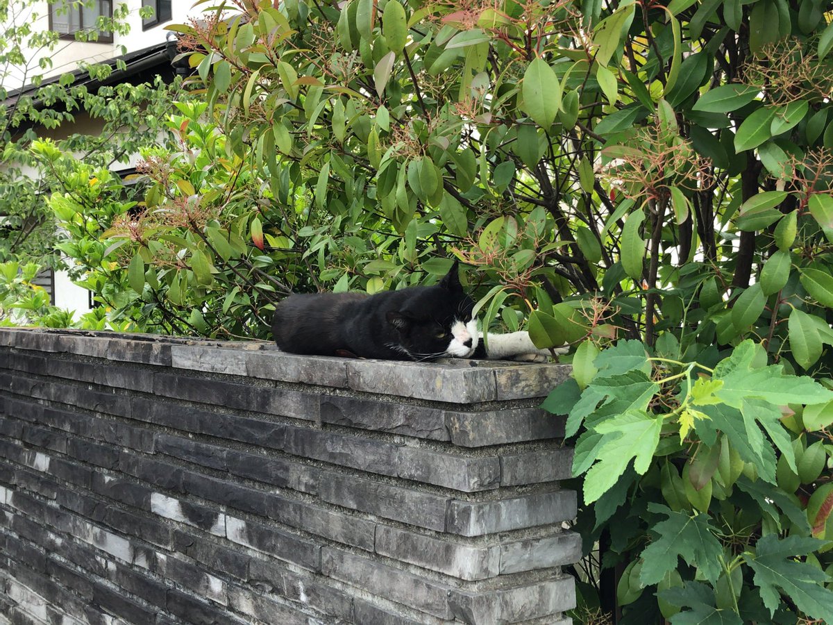 ご近所のこのネコ、どこかで見た気がしていたが神奈川工科大学の矢田直之准教授では