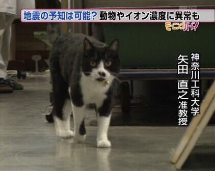 ご近所のこのネコ、どこかで見た気がしていたが神奈川工科大学の矢田直之准教授では