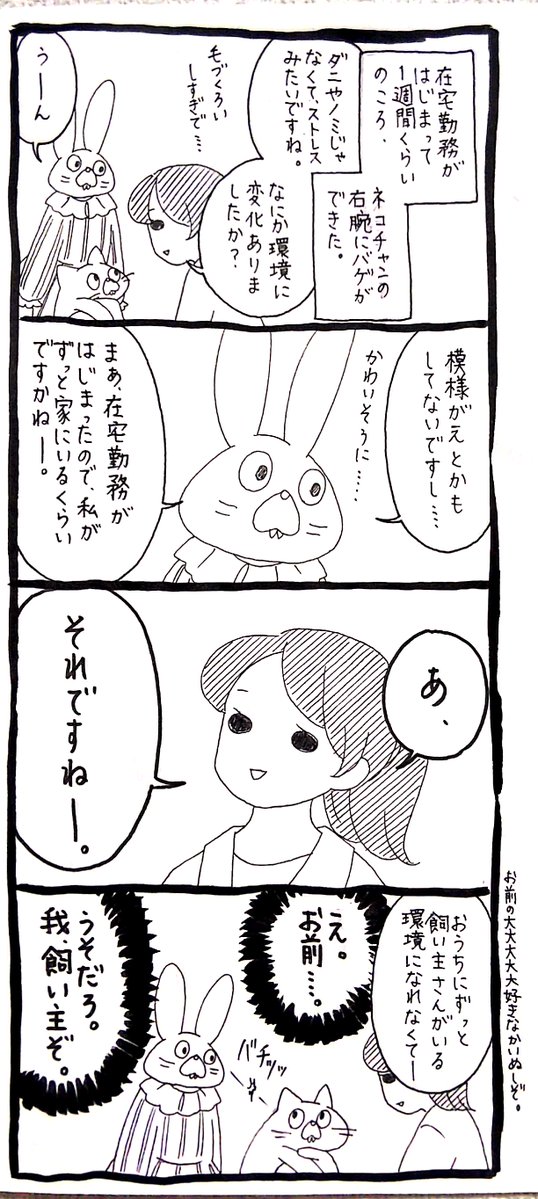 【うさぎ】「ネコチャンのおうちに住まわせてやっているニンゲンが、最近毎日いる