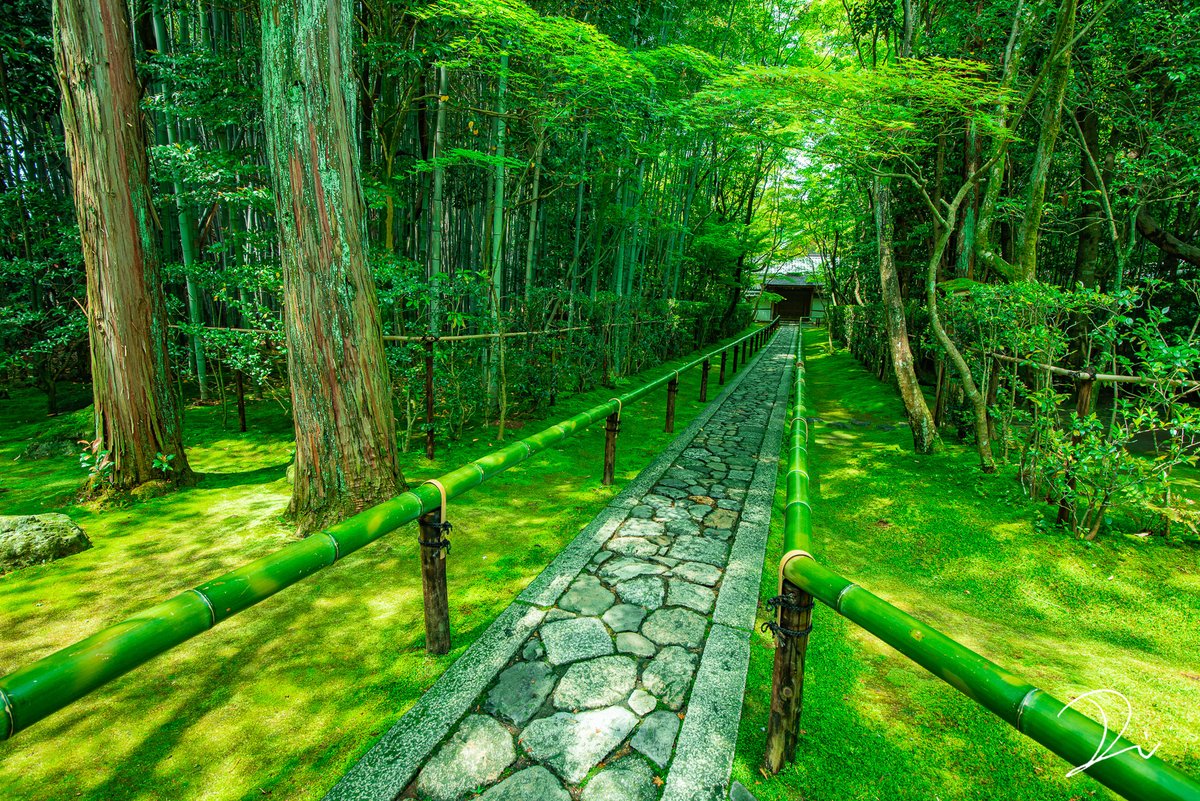 夏、濃緑の京都に酔いしれる。 