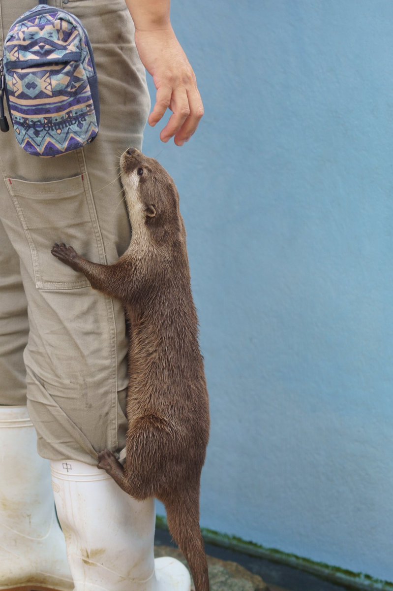 姫センは、ちょっと変わったコツメカワウソの写真が苦労せず撮れる 特に女子組が個性豊かすぎる 