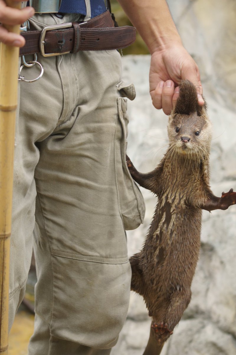姫センは、ちょっと変わったコツメカワウソの写真が苦労せず撮れる 特に女子組が個性豊かすぎる 