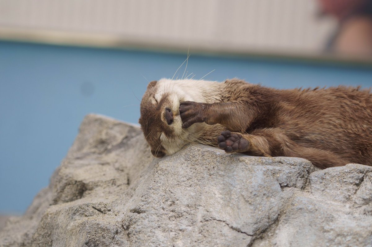 姫センは、ちょっと変わったコツメカワウソの写真が苦労せず撮れる 特に女子組が個性豊かすぎる 