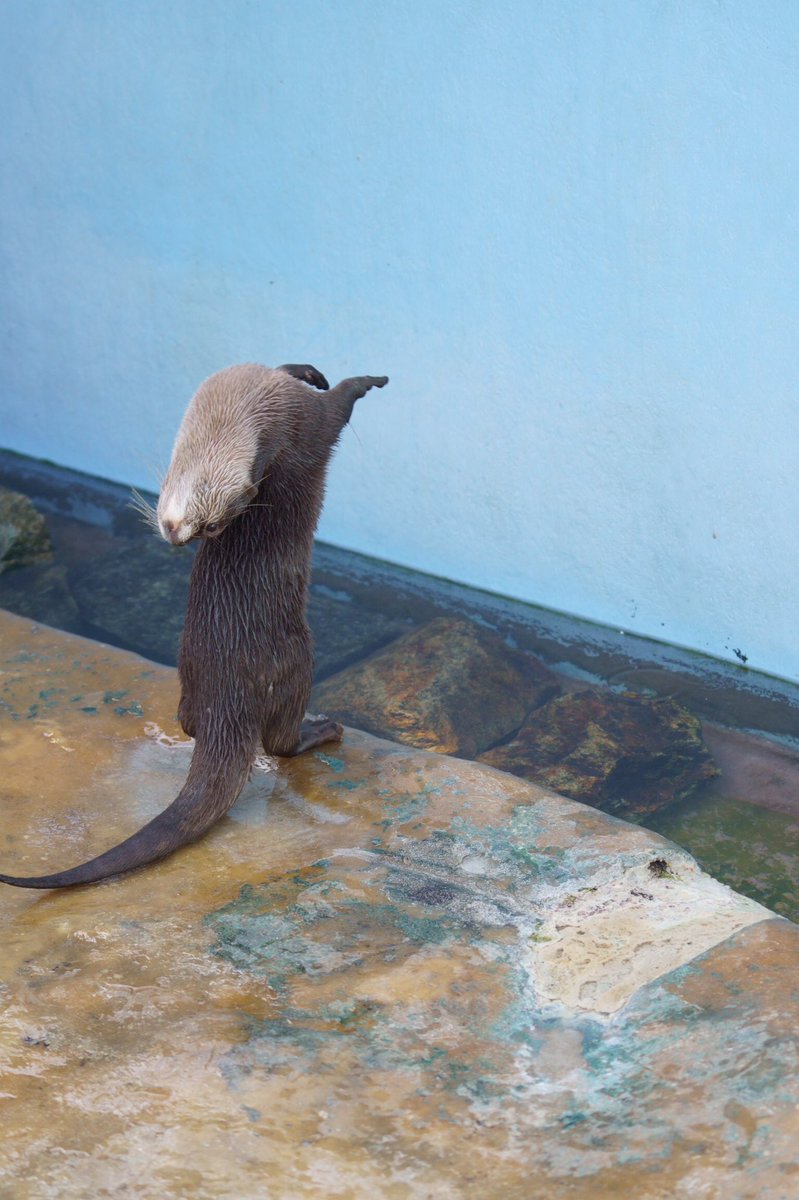 姫センは、ちょっと変わったコツメカワウソの写真が苦労せず撮れる 特に女子組が個性豊かすぎる 