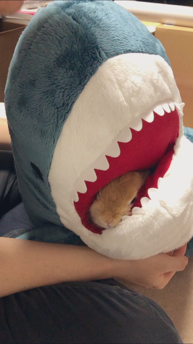 うたちゃん見当たらないなと思ったらサメちゃんの口の中にいました🐰 