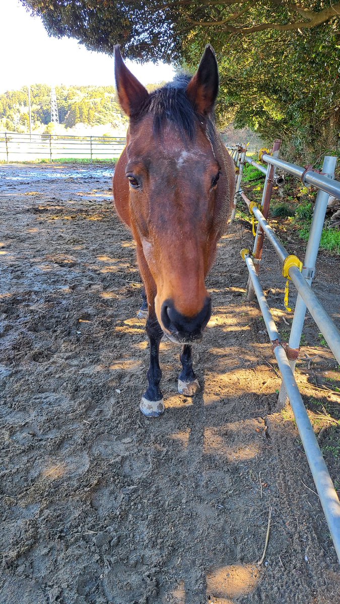 天気良し！ ハルウララちゃん、会いに来ました。😆 