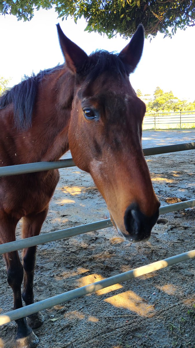天気良し！ ハルウララちゃん、会いに来ました。😆 
