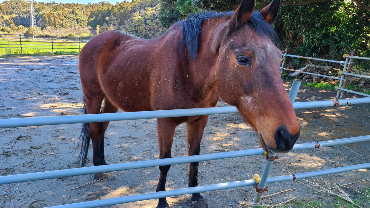 天気良し！ ハルウララちゃん、会いに来ました。😆 