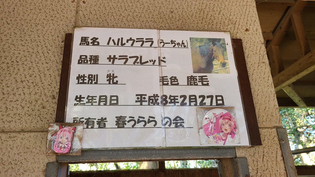 天気良し！ ハルウララちゃん、会いに来ました。😆 