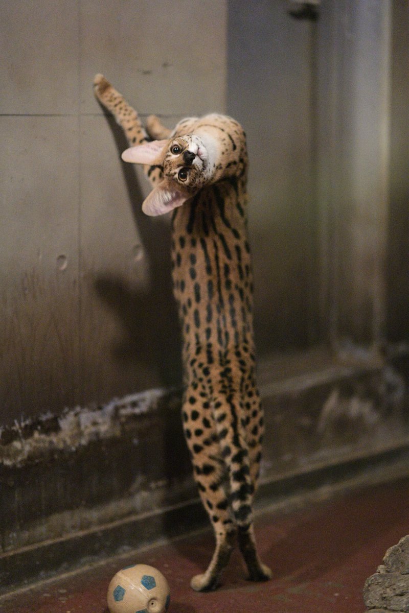 サーバルの長さと首の角度を見てくれ 