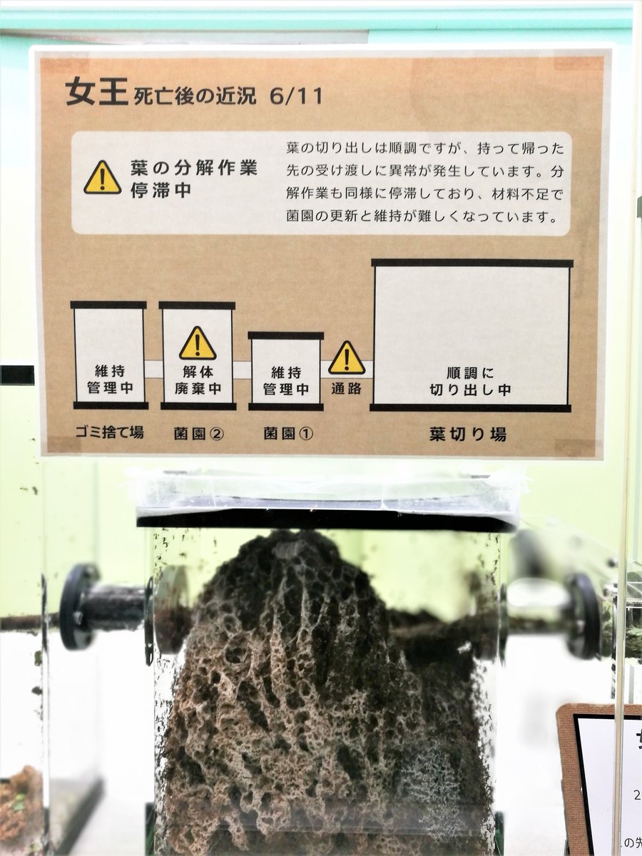 「滅びの展示」というすさまじい企画 女王アリが死亡し新しいアリが生まれなくなったハキリアリの群れが衰退していく様子をそのまま展示している多摩動物公園 切り出した葉を加工する工程に異常が発生し二つある菌園のうち一つを維持できず解体・廃棄という現状 とても貴重な展示だと思います 