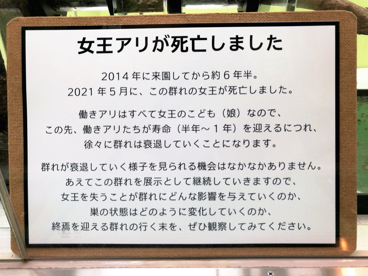 「滅びの展示」というすさまじい企画 女王アリが死亡し新しいアリが生まれなくなったハキリアリの群れが衰退していく様子をそのまま展示している多摩動物公園 切り出した葉を加工する工程に異常が発生し二つある菌園のうち一つを維持できず解体・廃棄という現状 とても貴重な展示だと思います 