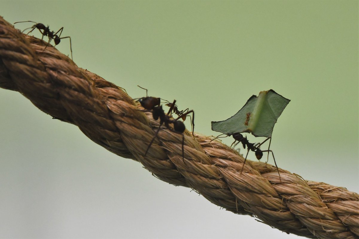 「滅びの展示」というすさまじい企画 女王アリが死亡し新しいアリが生まれなくなったハキリアリの群れが衰退していく様子をそのまま展示している多摩動物公園 切り出した葉を加工する工程に異常が発生し二つある菌園のうち一つを維持できず解体・廃棄という現状 とても貴重な展示だと思います 