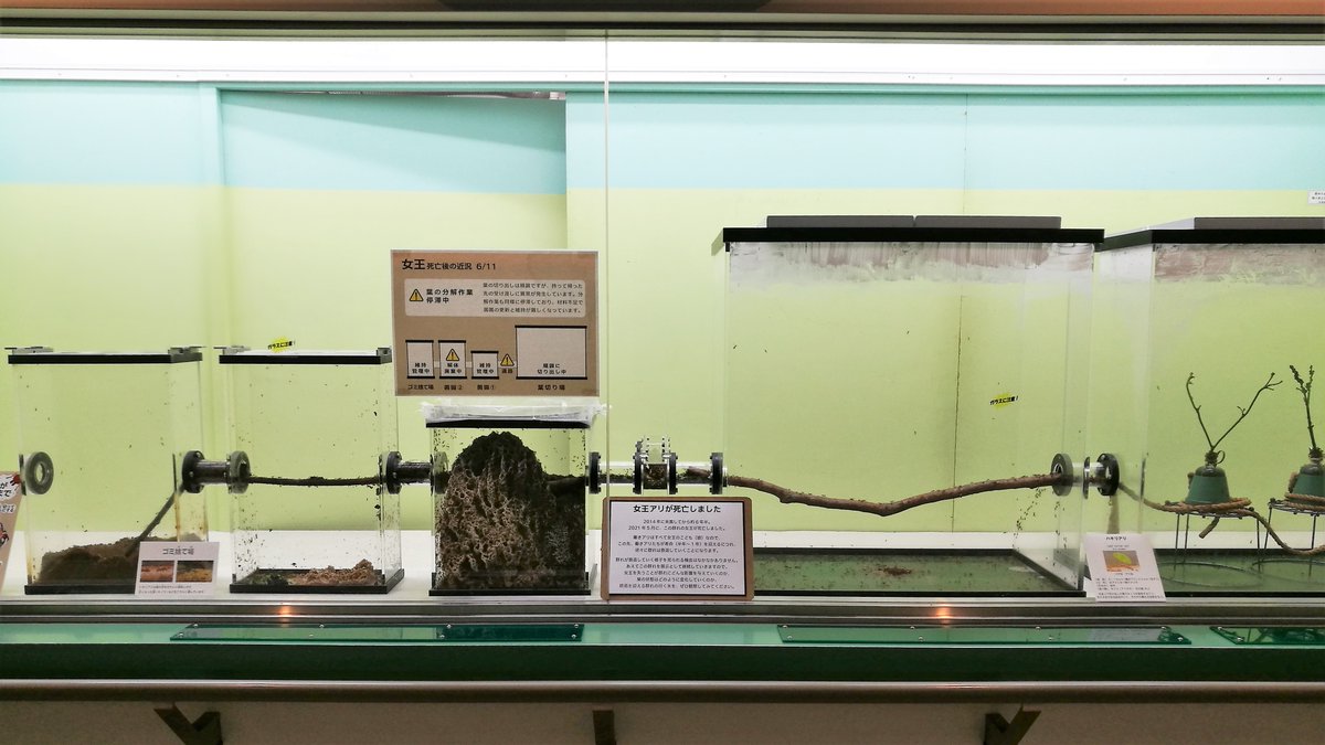 「滅びの展示」というすさまじい企画 女王アリが死亡し新しいアリが生まれなくなったハキリアリの群れが衰退していく様子をそのまま展示している多摩動物公園 切り出した葉を加工する工程に異常が発生し二つある菌園のうち一つを維持できず解体・廃棄という現状 とても貴重な展示だと思います 