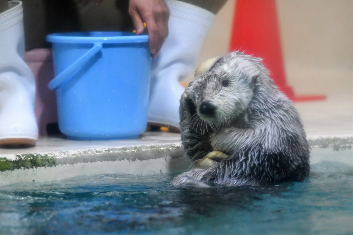 貝殻を乗せたい飼育員さんと いらないので返すラッコのメイちゃん 