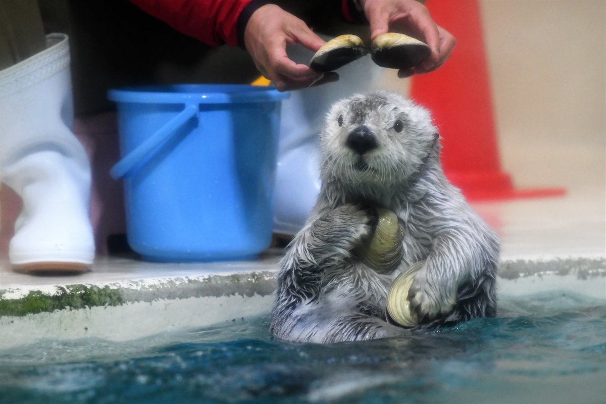 貝殻を乗せたい飼育員さんと いらないので返すラッコのメイちゃん 