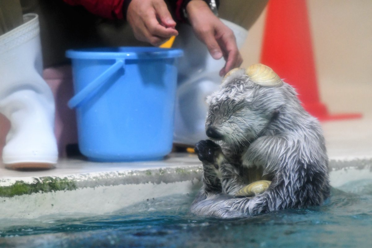 貝殻を乗せたい飼育員さんと いらないので返すラッコのメイちゃん 