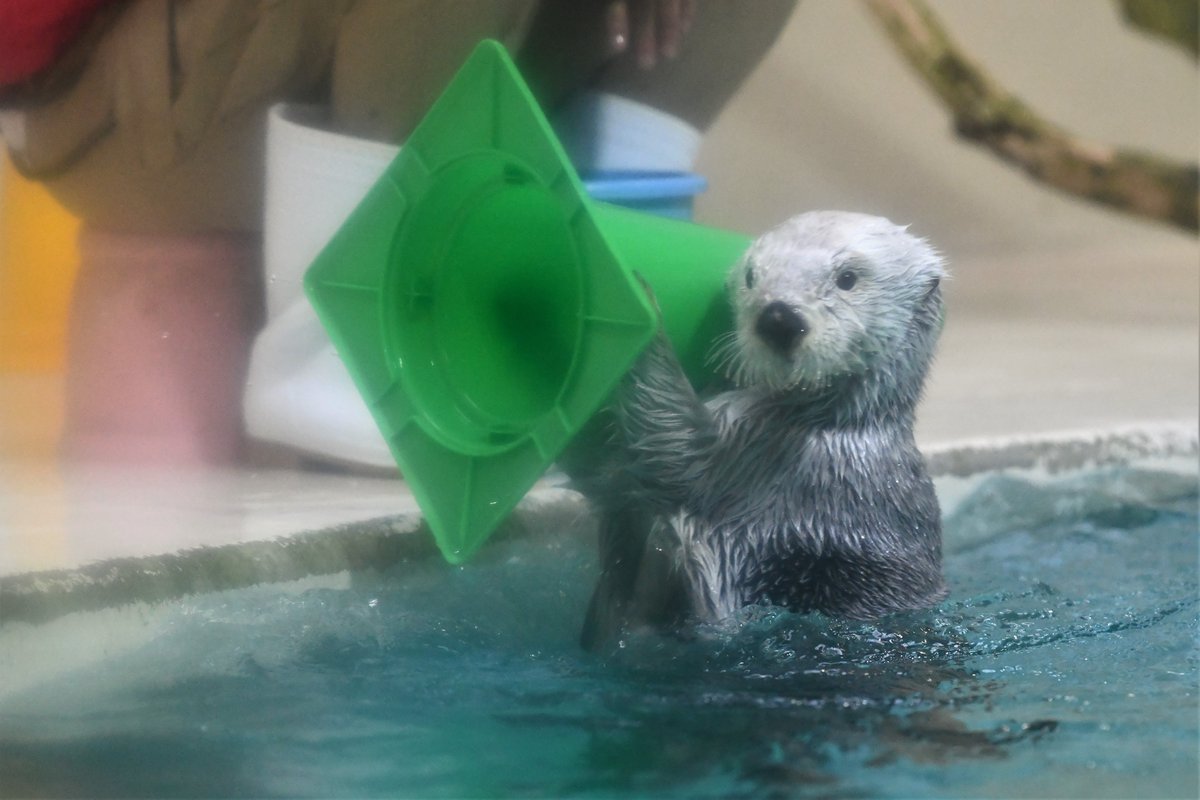 鳥羽水族館名物ラッコバズーカ 帽子にもなります😆 