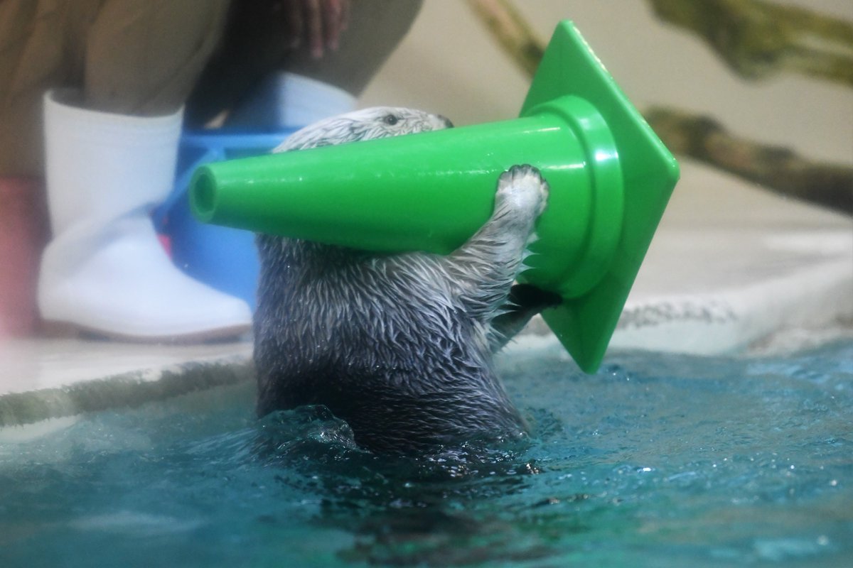 鳥羽水族館名物ラッコバズーカ 帽子にもなります😆 