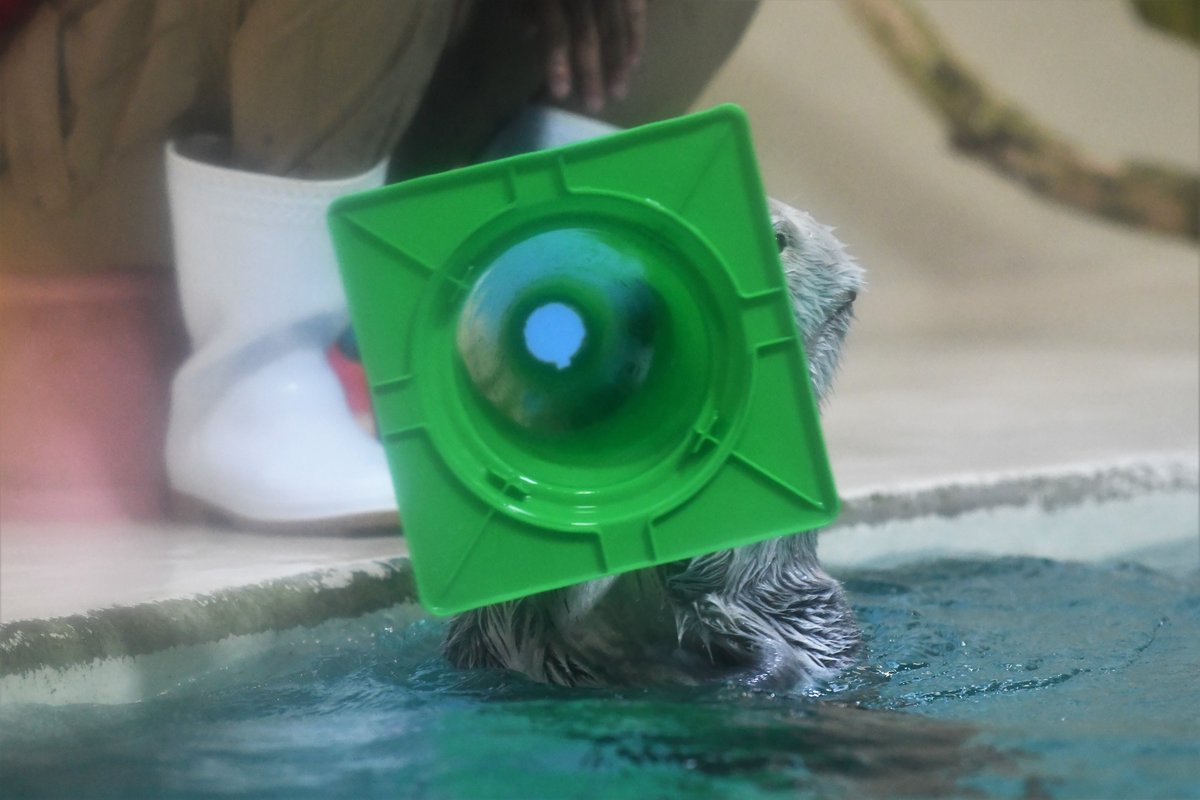 鳥羽水族館名物ラッコバズーカ 帽子にもなります😆 