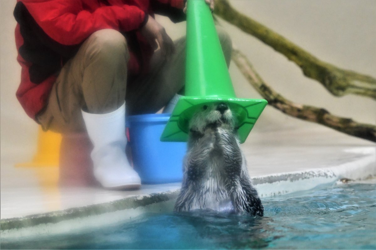 鳥羽水族館名物ラッコバズーカ 帽子にもなります😆 