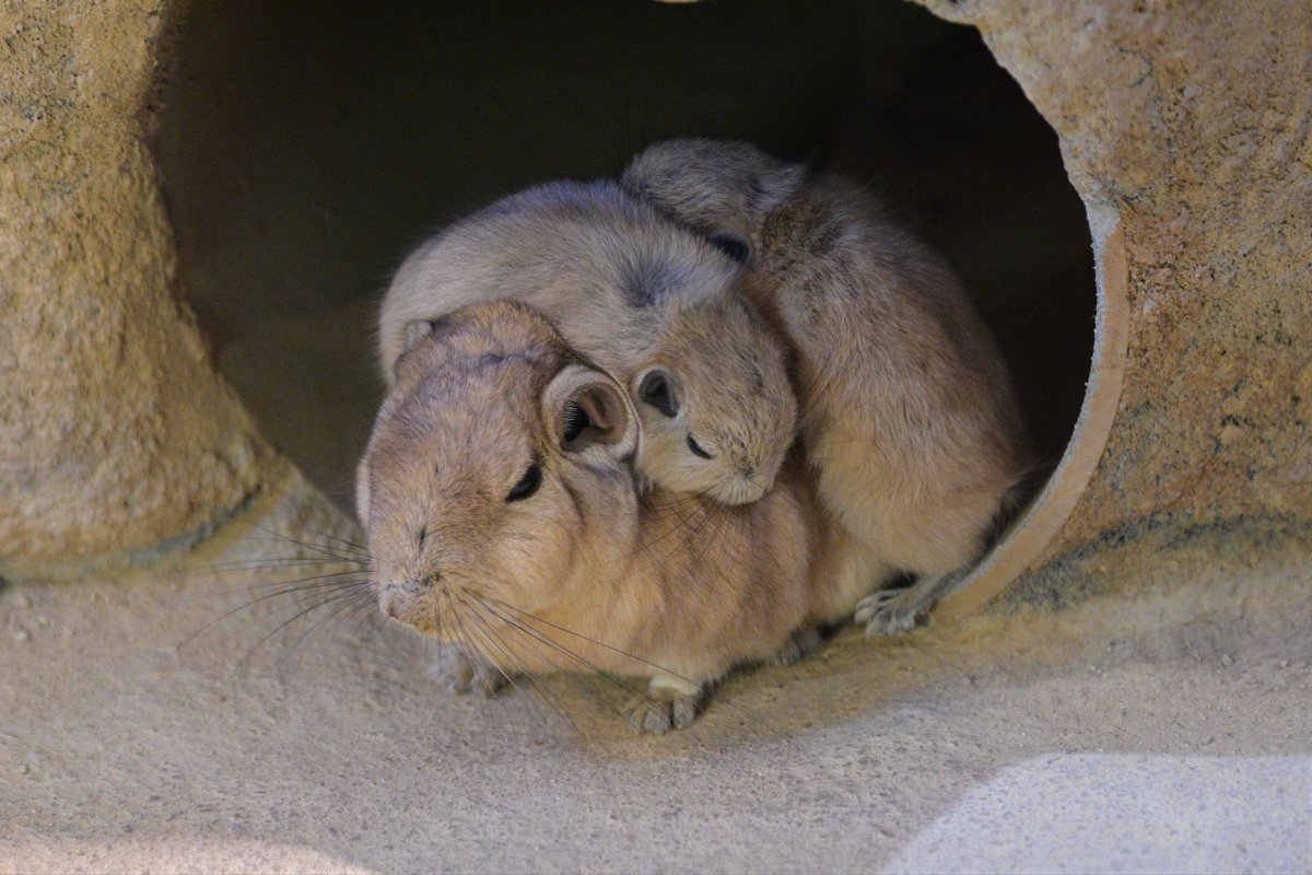 岩の隙間で家族同士くっつきあう習性があるそうで、いつも団子状態でした☺️ 